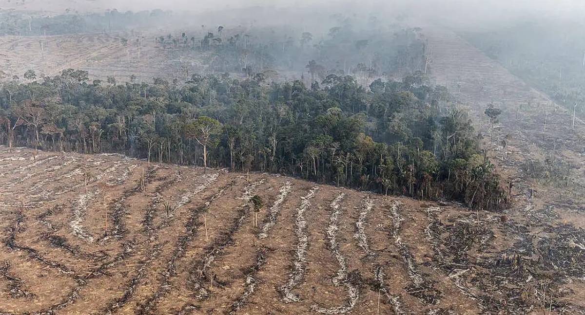 Falta de condenação para grilagem na Amazônia é preocupante