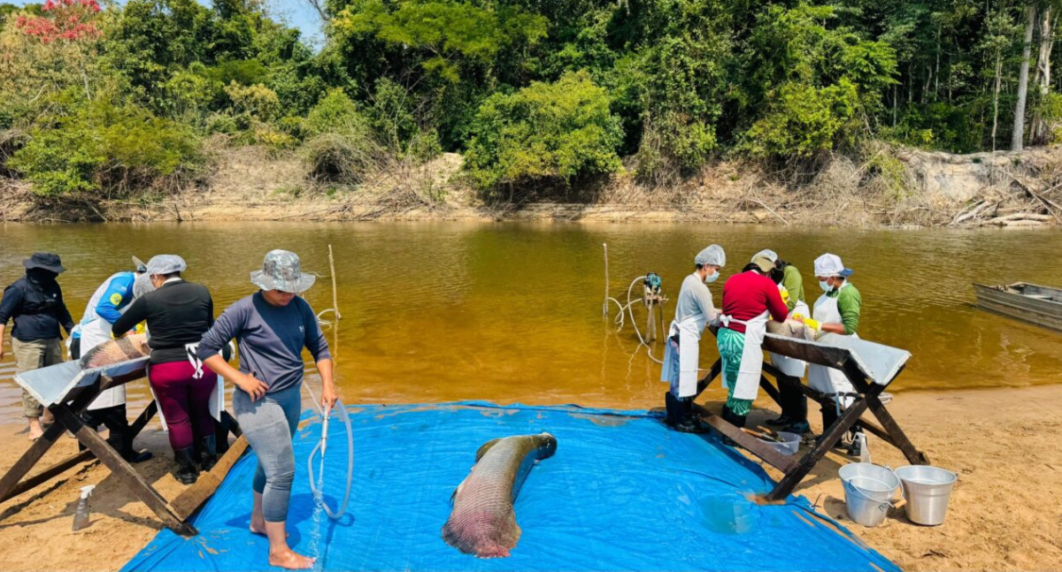 Governo de Rondônia inicia pesca manejada do pirarucu invasor na Resex Rio Cautário, em Costa Marques