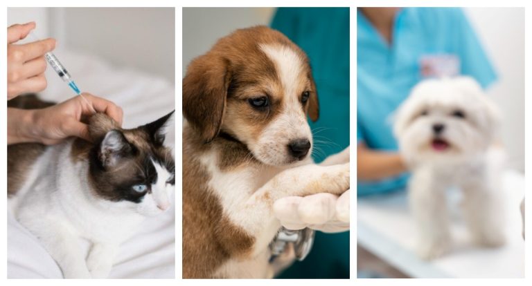Imunização preventiva protege pets de doenças fatais - News Rondônia