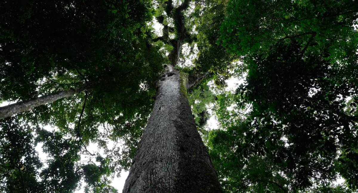 Lula sanciona Licenciamento Ambiental com 63 vetos