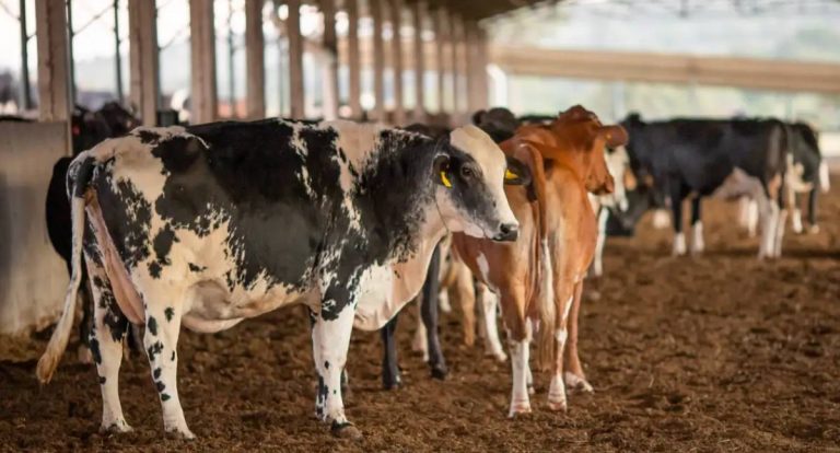 Mapa apreende lotes de vacina Excell 10 após morte de animais