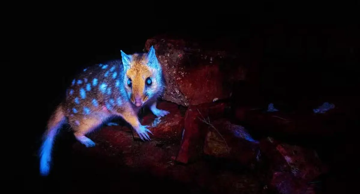 Marsupial brilhante é flagrado pela primeira vez em floresta na Tasmânia