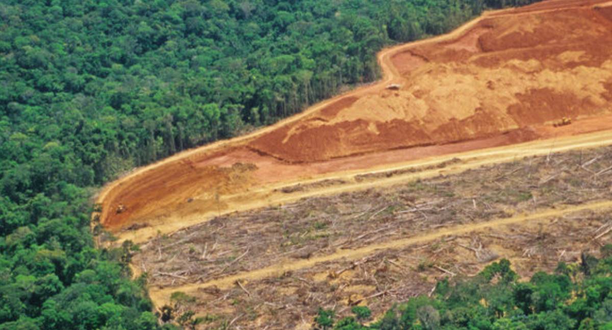 Moradora de Rondônia é condenada por crimes ambientais