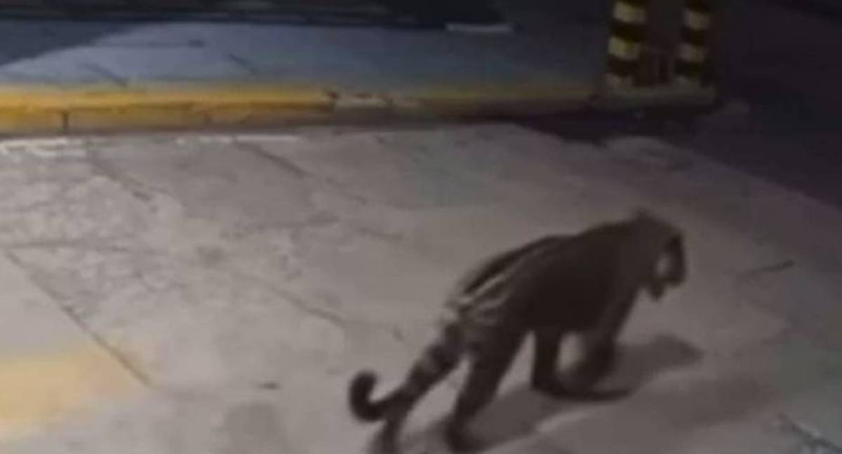 Onça assusta moradores de condomínio em Rondônia