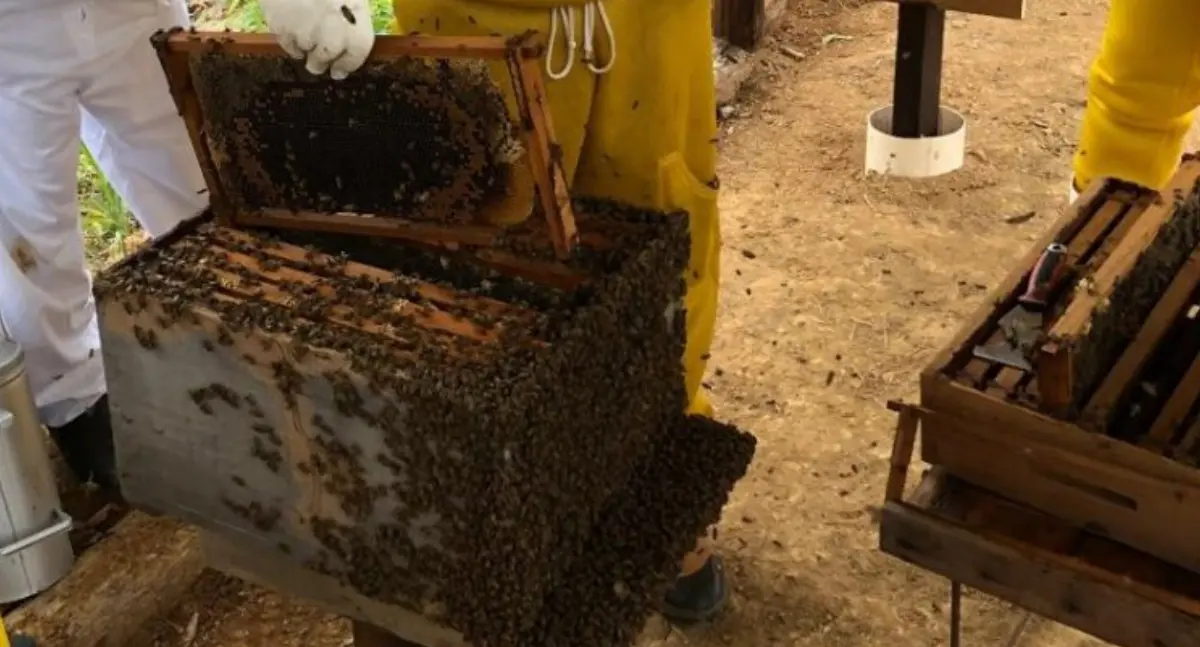 Organização do setor apícola fortalece produção de mel em Rondônia e amplia oportunidades para produtores