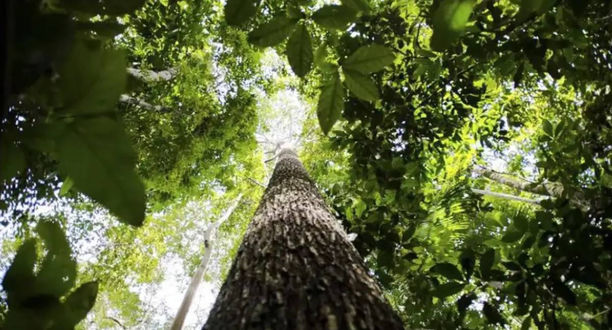Países da Amazônia apoiam fundo florestal para povos indígenas