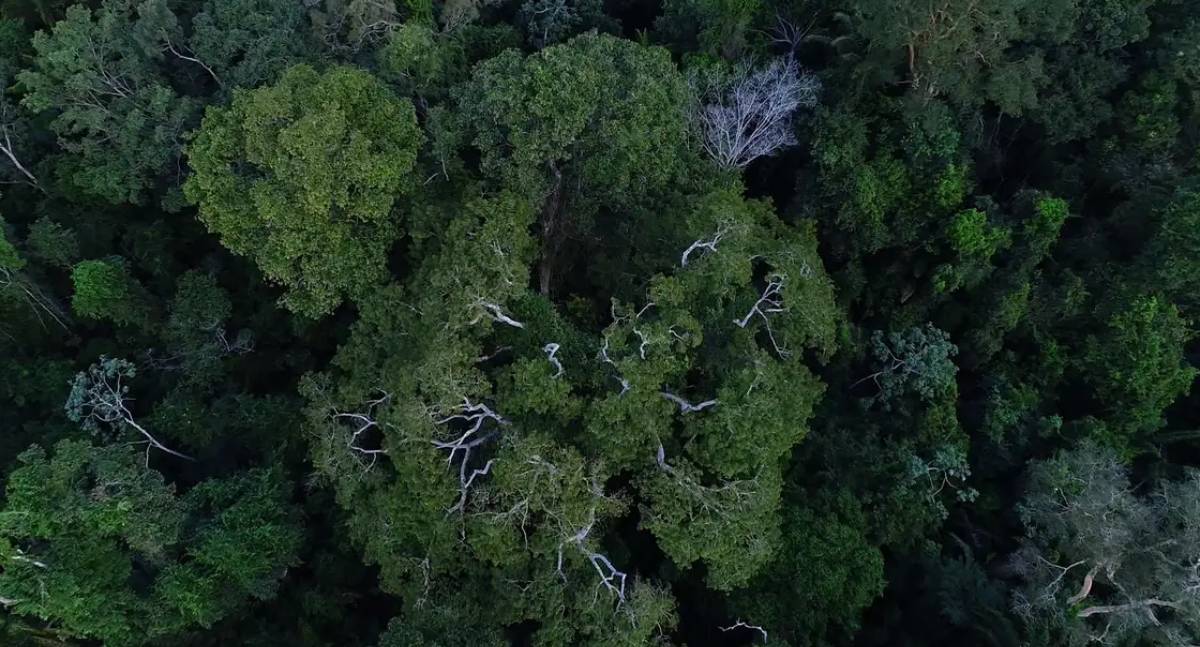 Países da OTCA apoiam fundo para preservar florestas tropicais