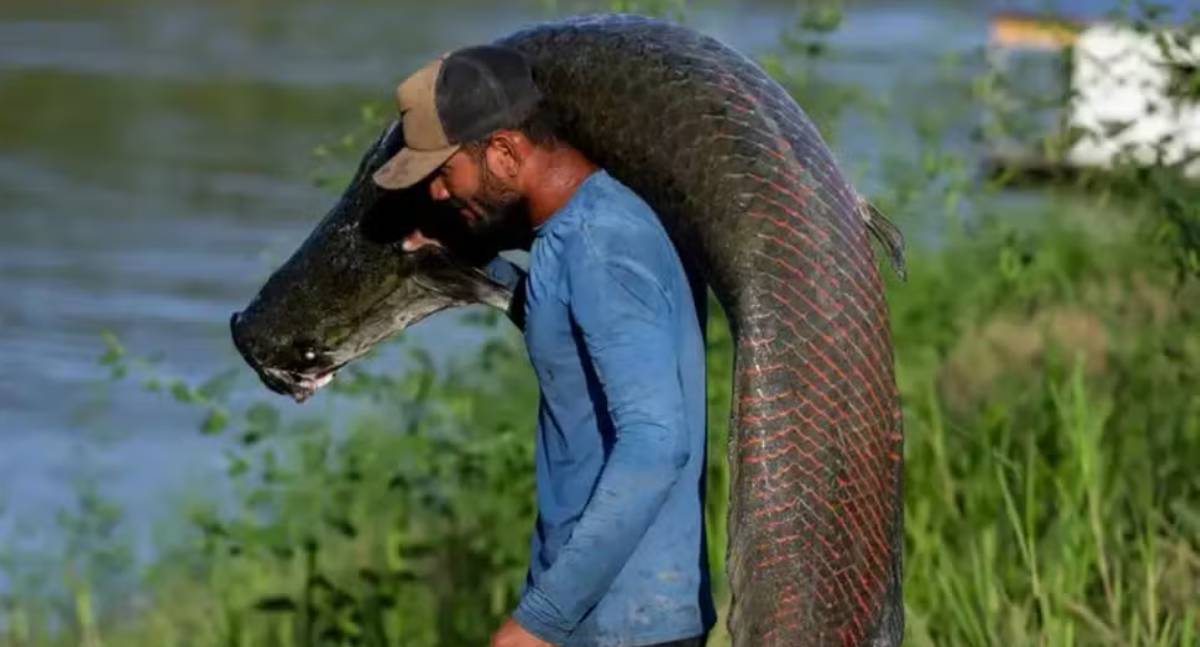 Pele de pirarucu vira item de luxo, mas pescadores da Amazônia não lucram