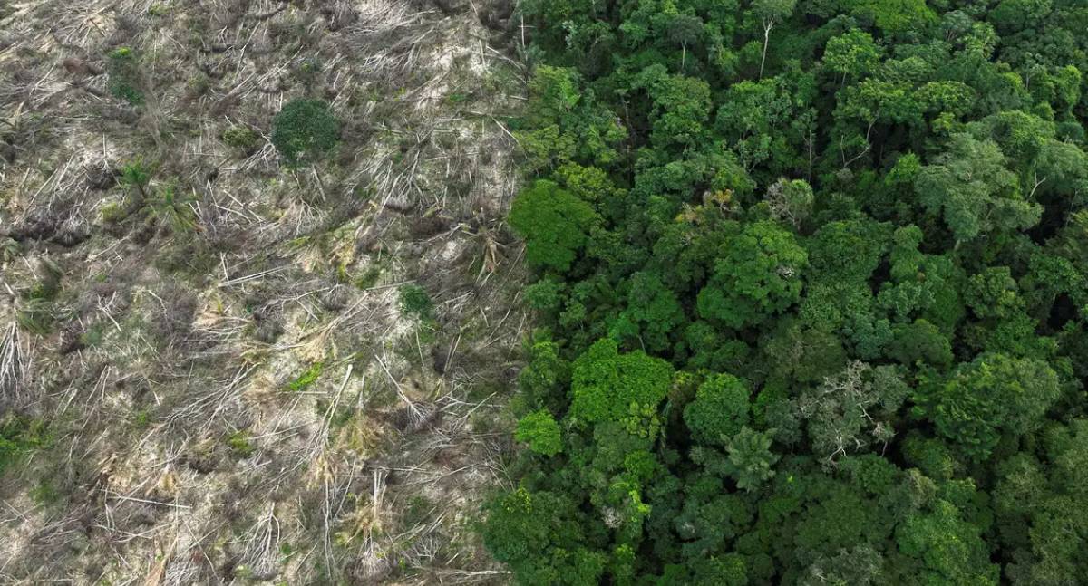 Perda de áreas naturais no Brasil em 40 anos atinge 111,7 milhões de hectares
