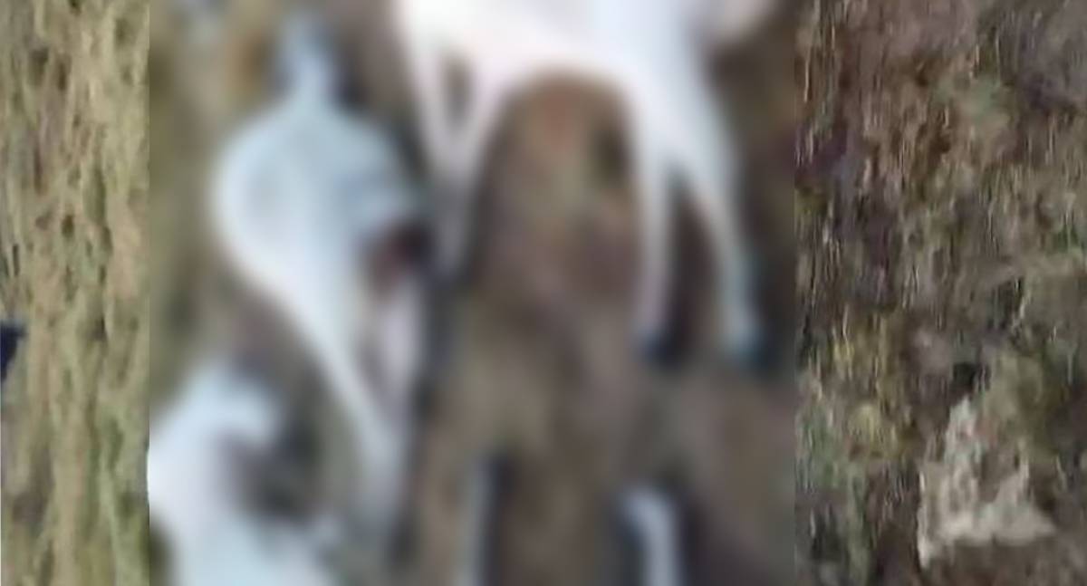 Queda de raio mata 16 animais em propriedade rural de Rondônia