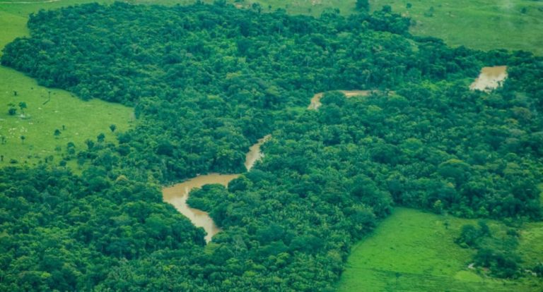 Rondônia tem redução de 35% na taxa de desmatamento entre o período de agosto de 2024 a julho de 2025