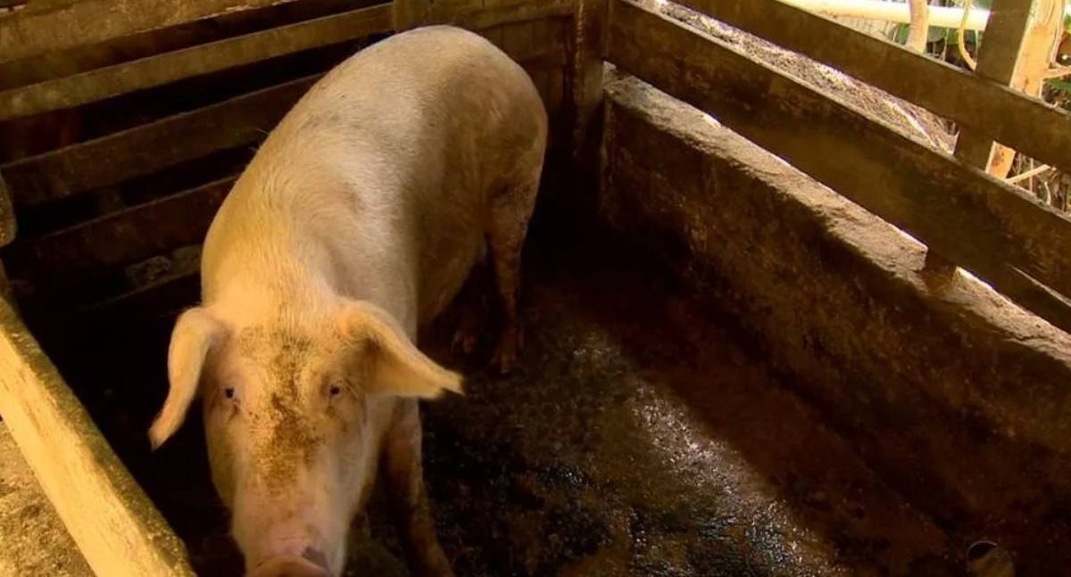 Roubo inusitado de porco e motosserra mobiliza a Polícia em Jaru