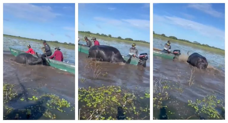 Um vídeo nas redes sociais registra ataque de búfalo a pescadores - News Rondônia