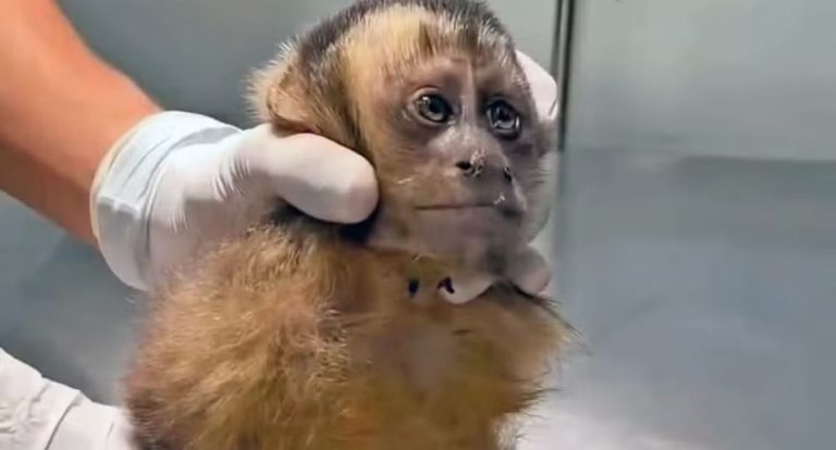 Macaquinha é encontrada baleada na Gávea e pode ficar paraplégica - News Rondônia