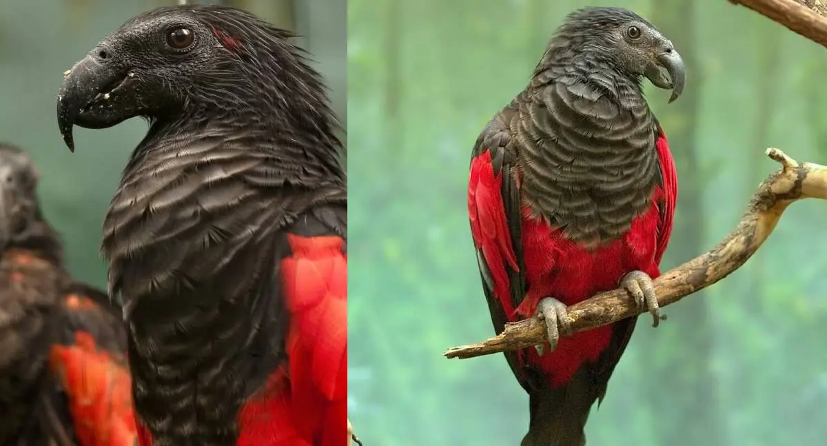 Raro Papagaio-drácula é registrado e chama a atenção por suas cores
