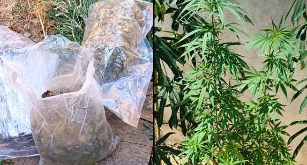 Ação da Polícia Civil resulta na recuperação de celular roubado e apreensão de drogas em Ji-Paraná