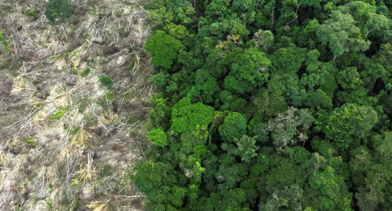 Amazônia perde área do tamanho da França em 40 anos