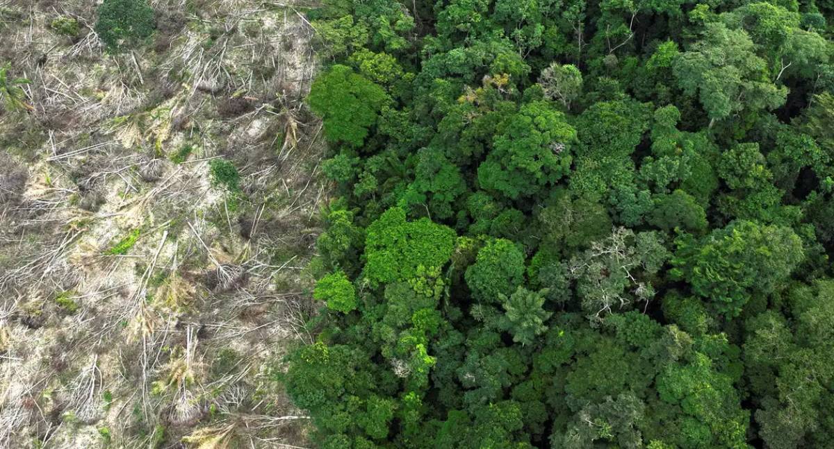 Amazônia perde área do tamanho da França em 40 anos