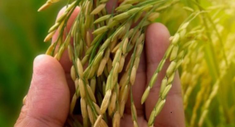 Arroz da Gente: Zona da Mata, em RO, entra na lista de áreas atendidas pelo PAA Sementes - News Rondônia