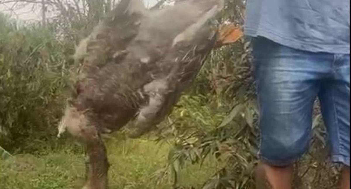 Ataque de cachorros deixa mais de 100 aves mortas em Vilhena