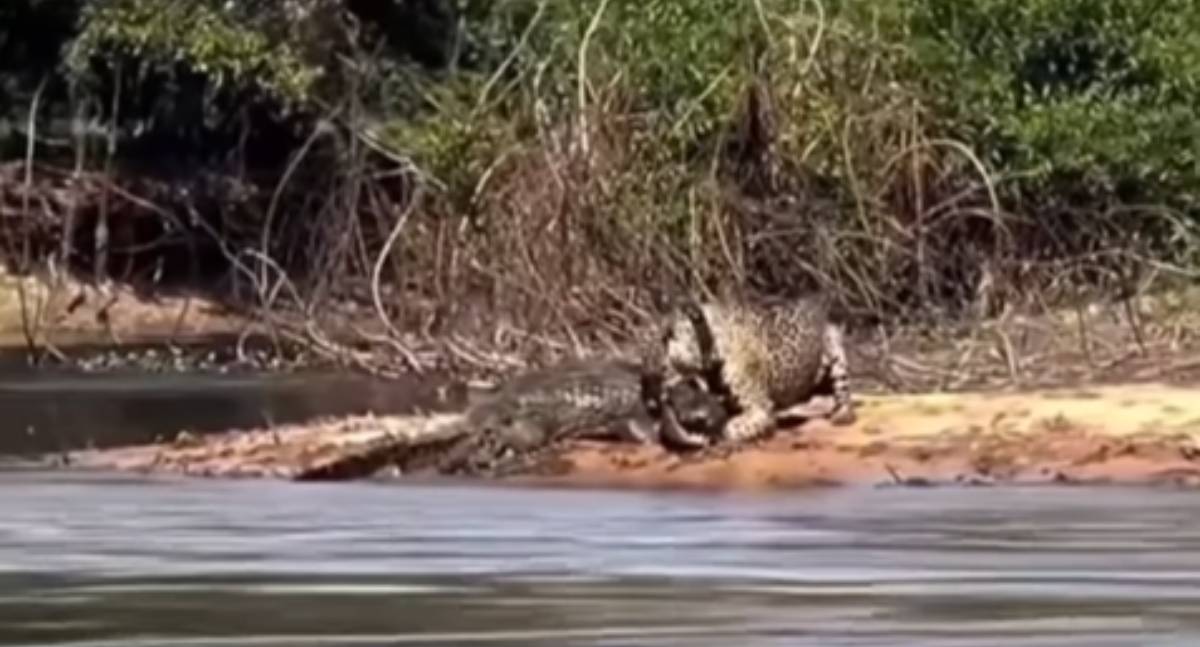 Ataque de onça-pintada a jacaré no Pantanal surpreende por agilidade do felino