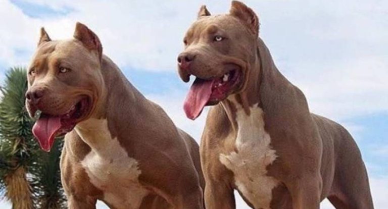 Ataque de pitbull mobiliza PM após fuga de cães no Cristo Rei