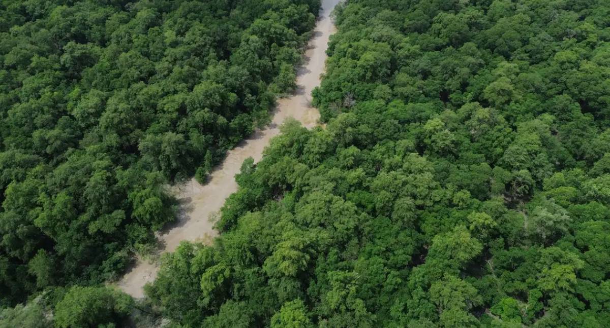 BNDES lança edital de R$ 6,3 milhões para restaurar a Floresta Amazônica