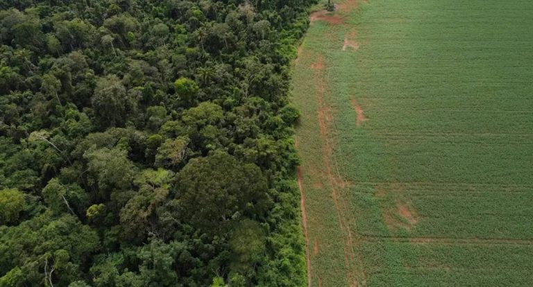 Brasil detalha financiamento climático com fundo de florestas