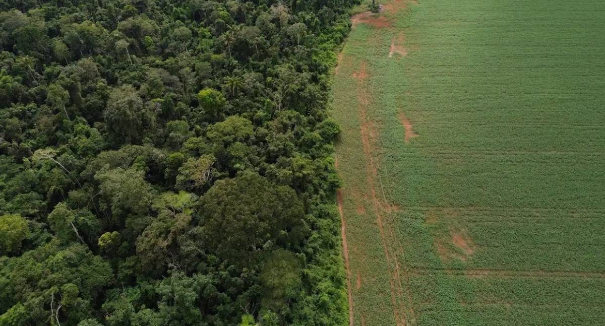 Brasil detalha financiamento climático com fundo de florestas