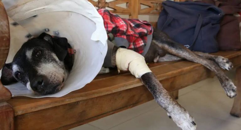 Câmara aprova crime de exercício ilegal da veterinária