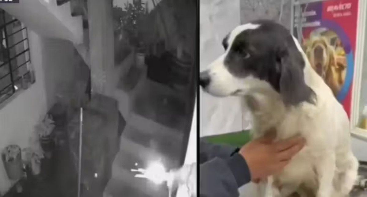 Video: Cachorrinha impede explosão ao desarmar dinamite no Peru