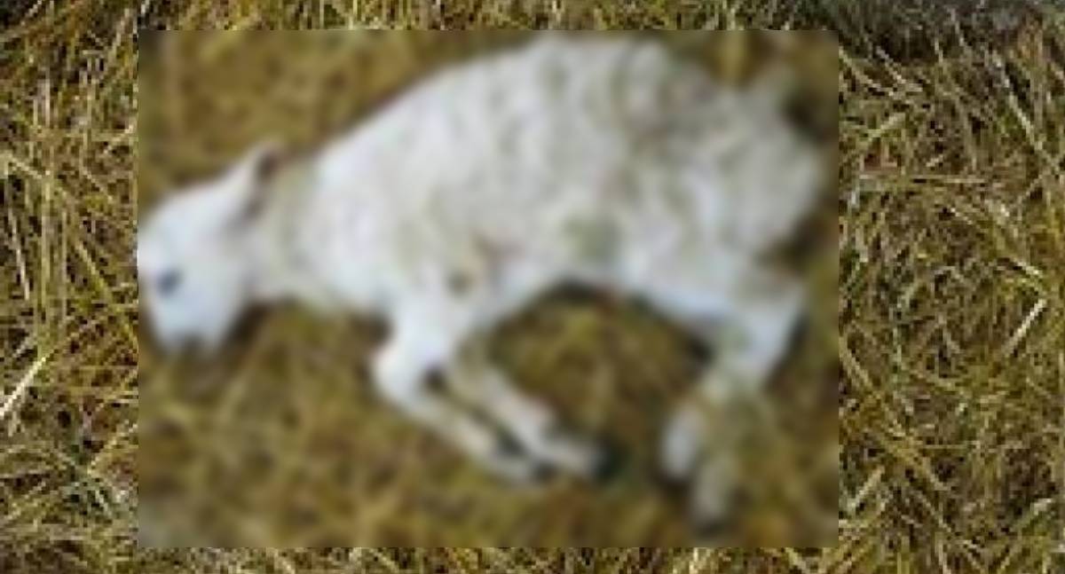 Cão da raça husky siberiano ataca e mata carneiro em escola terapêutica de Vilhena