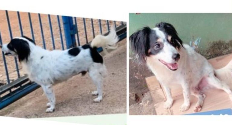 Cão idoso desaparecido no Bairro Pantanal