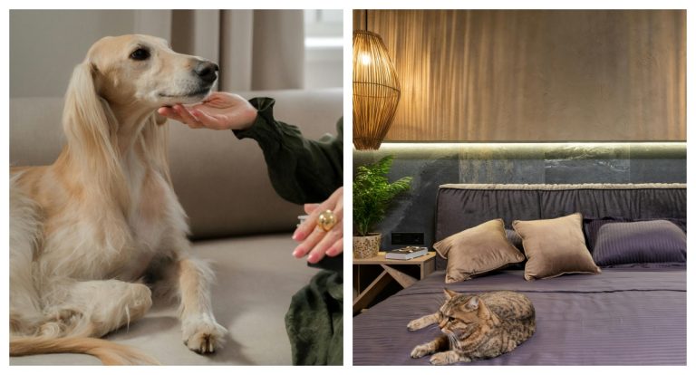 Mercado pet de luxo cresce, mas exageros podem comprometer a saúde animal - News Rondônia