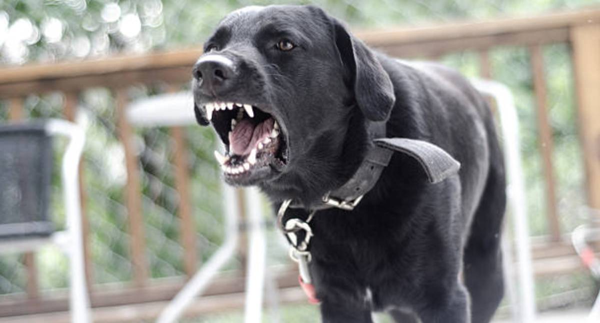 Ciclista fica ferido após ataque de cão em Jaru