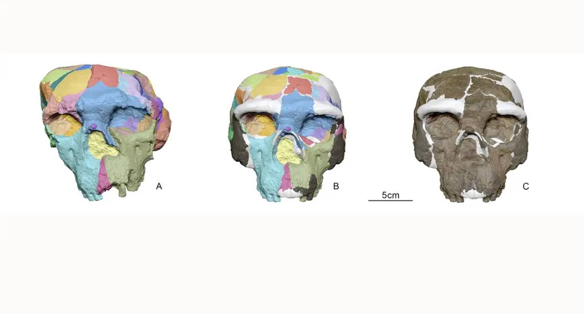 Crânio chinês de 1 milhão de anos sugere nova hipótese de evolução humana