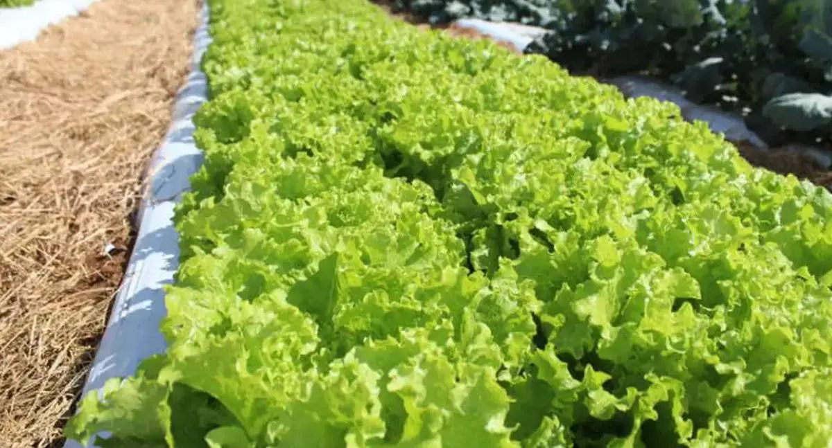 Cultivo de alface está ameaçado pela crise climática no Brasil