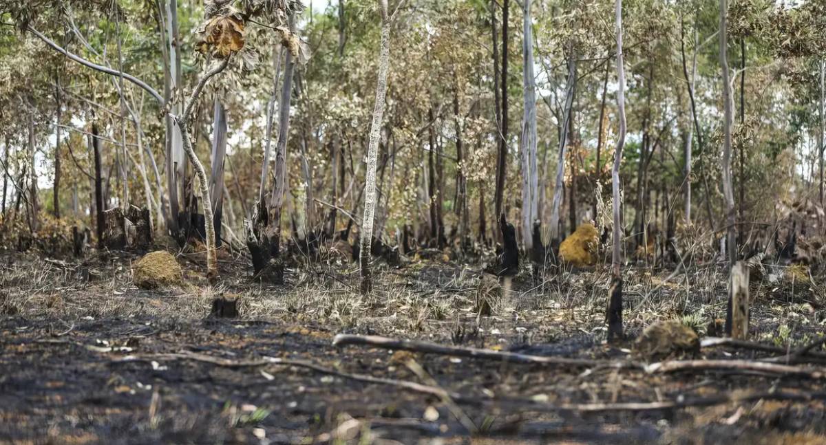 Dados revelam quinto ano com maior área de queimadas em 2025