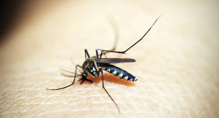 Dengue e chikungunya custam R$ 1,2 bilhão ao Brasil