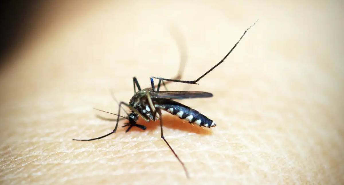 Dengue e chikungunya custam R$ 1,2 bilhão ao Brasil