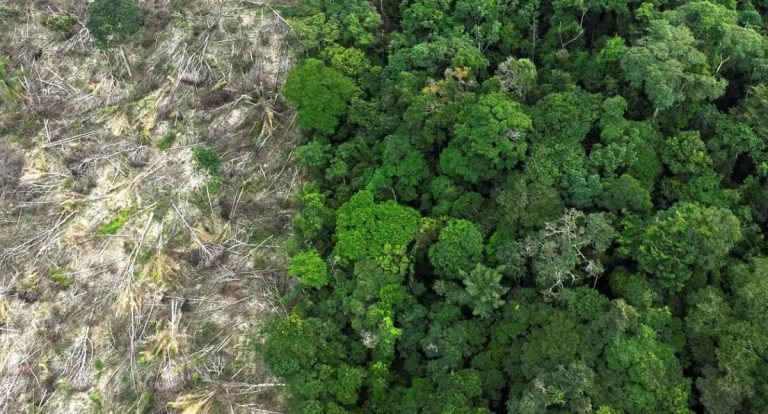 Desmatamento na Amazônia é medido por pesquisadores da USP