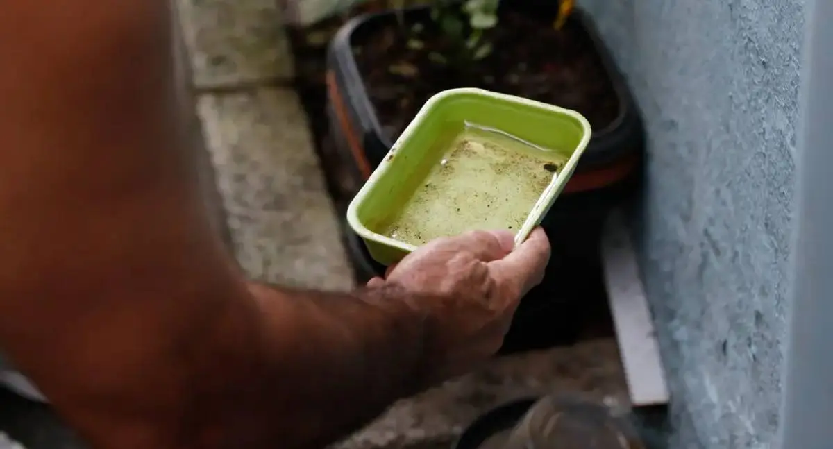 Dez anos de chikungunya e preocupações persistem no Brasil