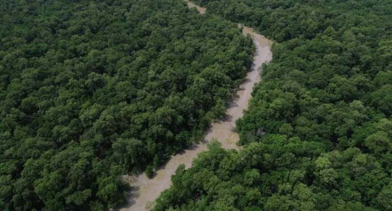 Dia da Amazônia mobiliza para COP30 com foco em soberania