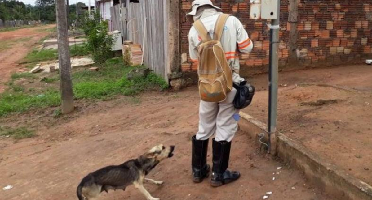 Energisa registra mais de 30 ataques de cães a leituristas em Rondônia no 1º semestre de 2025