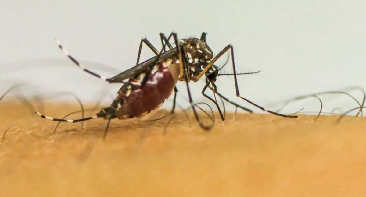 Estudo da Fiocruz revela sequelas da Chikungunya em crianças