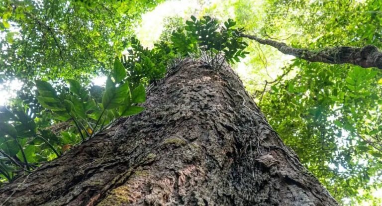 Gigantes da Amazônia ajudam cientistas a entender o clima