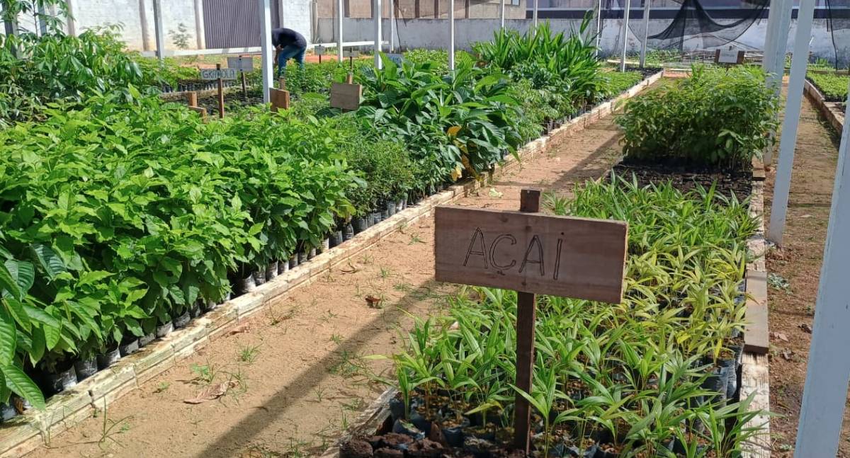 Governo de RO entrega viveiro florestal em Nova Mamoré e fortalece ações ambientais