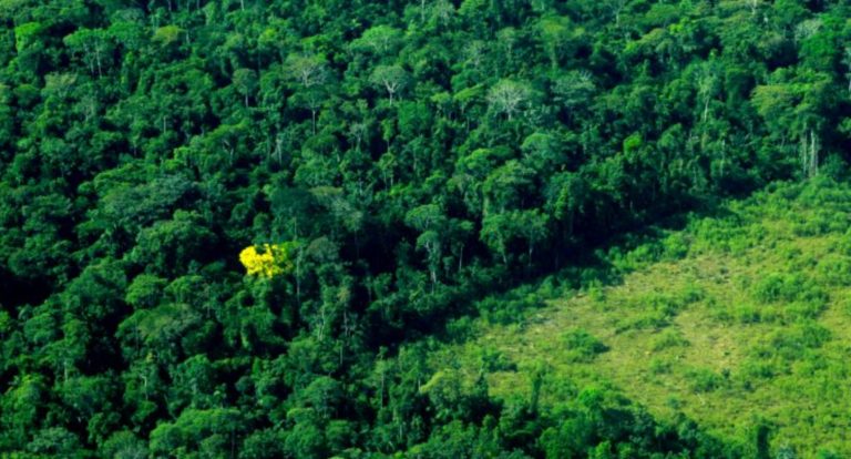 Governo de Rondônia assume liderança no combate ao desmatamento da Amazônia Legal
