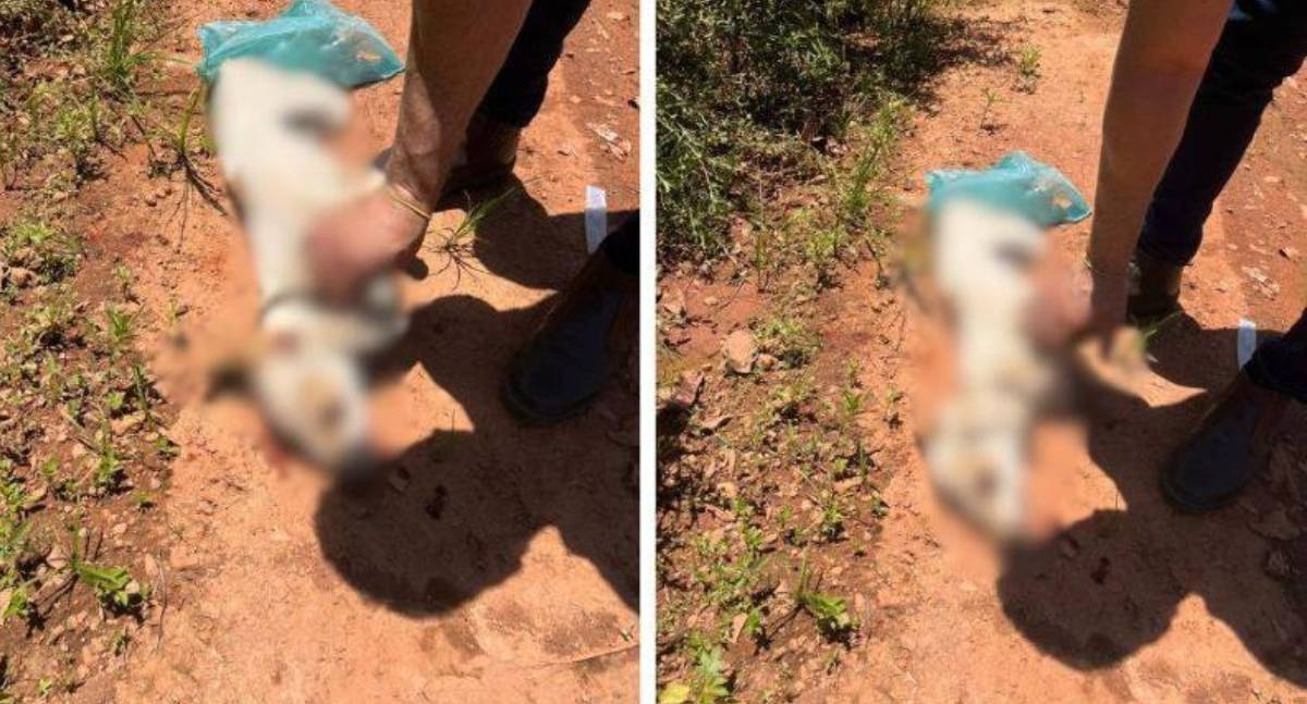 Homem é preso por matar cachorro a pauladas