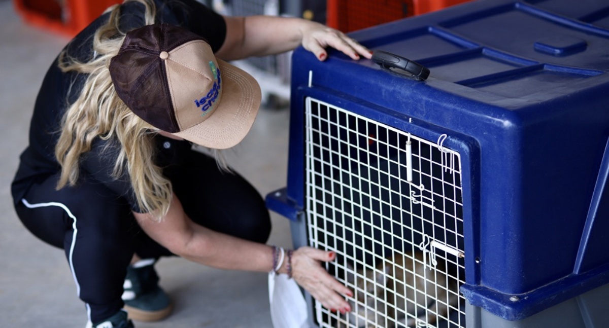 Ieda Chaves coordena o resgate de mais de 40 gatos em situação de abandono em Porto Velho